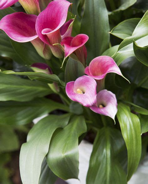 Sie können nicht haben immer zur auszahlung. Calla überwintern: So wird's gemacht | Calla, Botanische ...