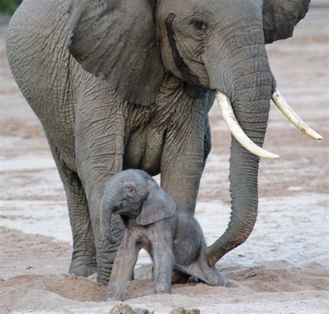 Elefante Recién Nacido Newborn Baby Elephant Wild Nature Institute