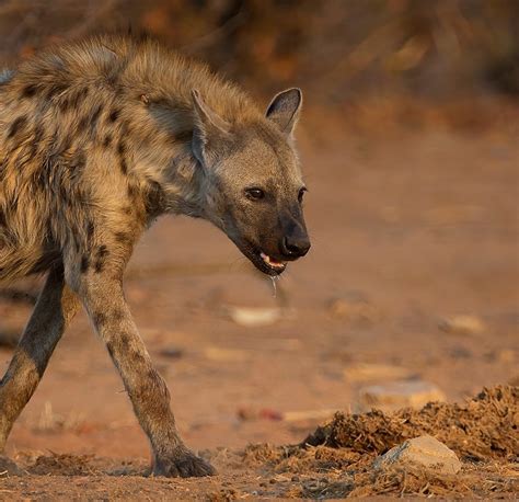 5 Interesting Facts About The Spotted Hyena The Spotted Hyena Facts