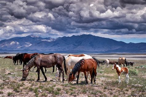 Grazing Horse Herd Wild Horse Fine Art Stormy Sky By Robs Wildlife