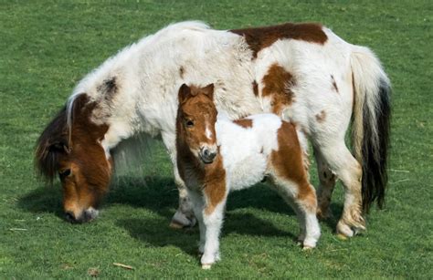Meet our Foals The Miniature Pony Centre - Dartmoor