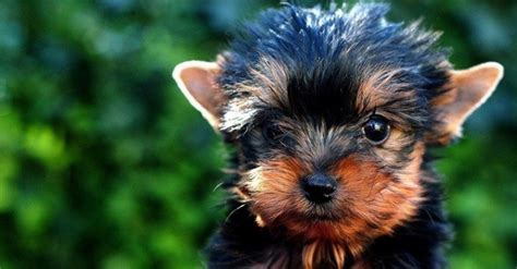 When a kitten is about 8 months old, you'll notice that she's more playful, temperamental and very clingy due to hormonal changes. When Do Yorkies Stop Growing? Know More About Their Growth!!!
