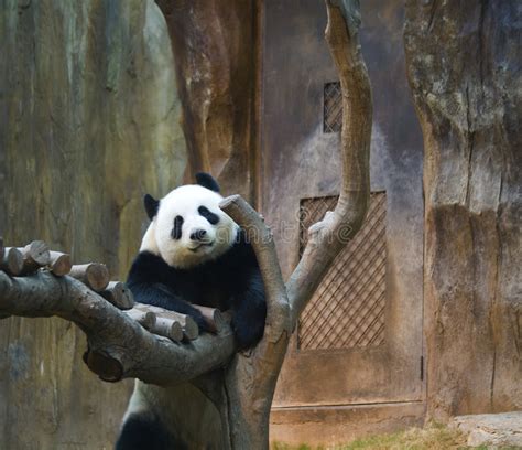 Kung Fu Panda Wax Staty Vid Madame Tussauds Wax Museum Vid Ikonparken I