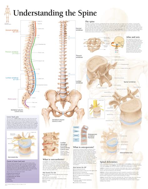 Are you over 18 & experiencing back pain? Understanding the Spine | Scientific Publishing