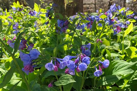 Picture Of The Week Virginia Bluebells