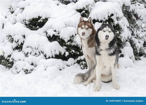 Two Siberian Husky Dogs Sit In The Snow On The Background Snow Covered