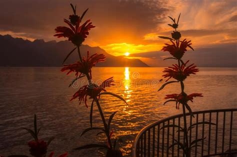Flowers And Lake Geneva Switzerland Sunset Stock Image Image Of