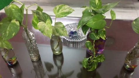 Water the plant regularly in small amounts on a day to day basis when it is about the height few inches. Grow Money Plant in Glass Bottles | Cheap DIY Interior ...