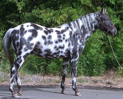 A Black And White Spotted Horse Standing On The Street