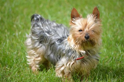 A Dog Owners Guide To The Adorable Pint Sized Teacup Yorkie K9 Web