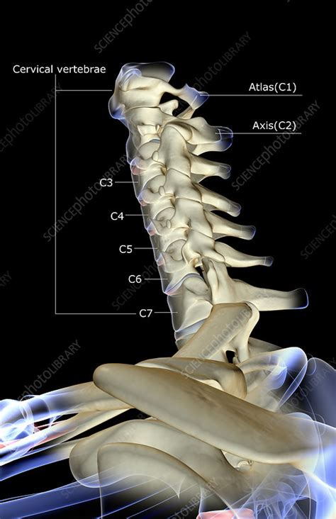 Back pain is divided into neck pain (cervical), middle back pain (thoracic), lower back pain (lumbar) or coccydynia (tailbone or sacral pain) based on the segment affected. The bones of the neck - Stock Image - F001/3937 - Science ...
