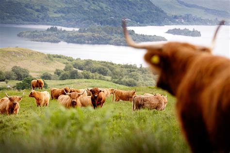 Why Highlands — Highland Cattle Society