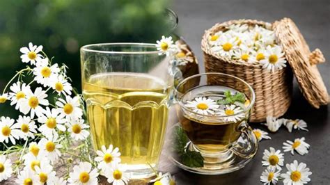 Papatya çayı Aç Mı Tok Mu Içilir Papatya çayı Ile Metabolizma