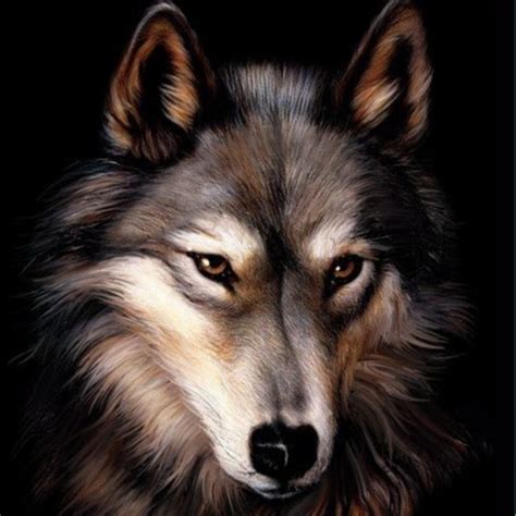 Картинки волка на аву 65 фото Изображение с волком Волк на аватарку