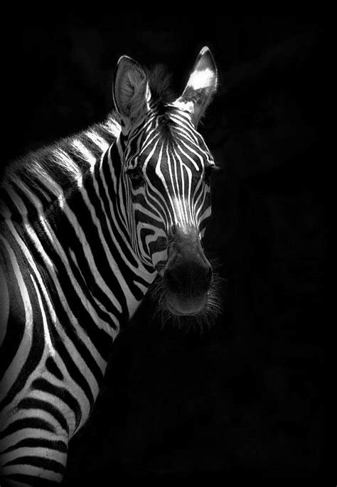 Animal Faces In Black And White Photo Contest Animal