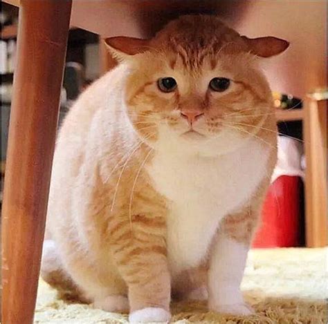 日本一只胖橘猫不走卖萌路线，凭借“沮丧脸”成为网红！