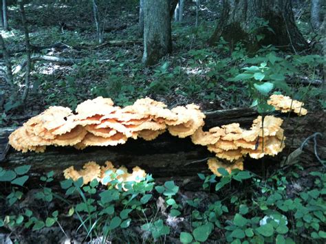 Missouri Shrooms Mushroom Hunting And Identification