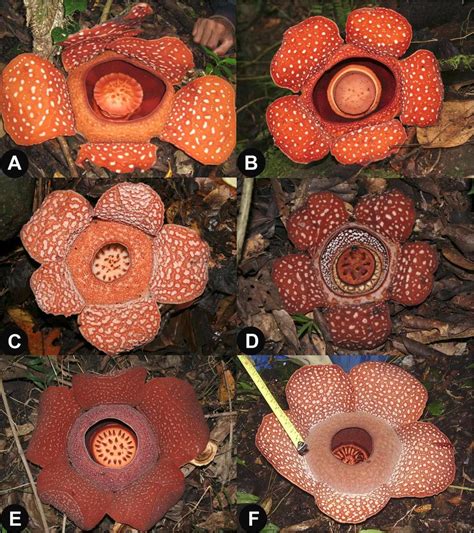Rafflesia Banaoana And Species Compared To It By Malabrigo 2010 A