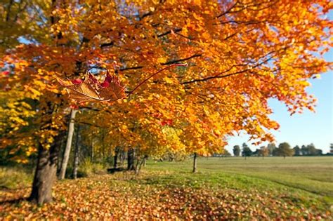 Листопад, листопад... Золотая осень уходит | ФОТО НОВОСТИ