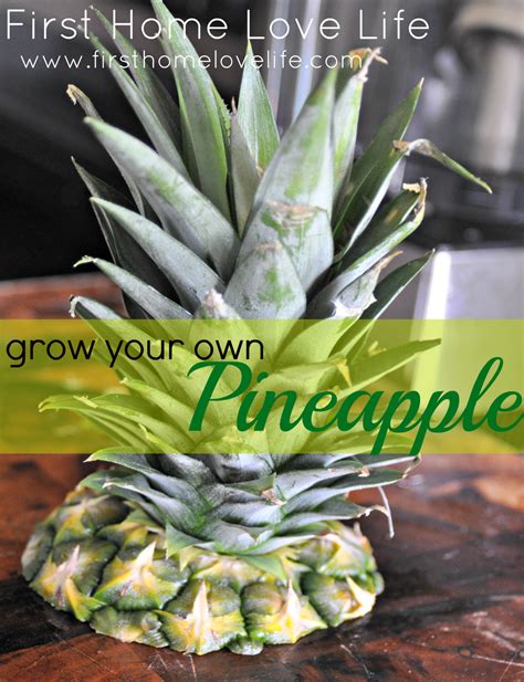 How To Grow Your Own Pineapple Growing Food Pineapple Gardening Tips