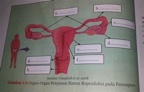 Gambar Organ Reproduksi Wanita Reproduksi Alat Fungsinya Tips Harian