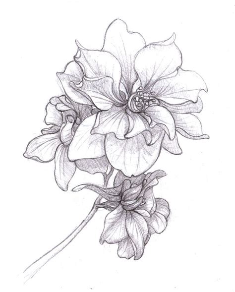 July Flower Of The Month Drawing Elsy Rosales
