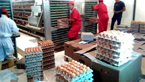 We did not find results for: Cuantos Huevos Pone Una Gallina - 4 Tipos De Huevos En El ...