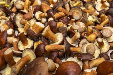 Background Made From Freshly Picked Edible Mushrooms Different Types And Sizes Stock Photo