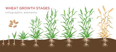 Wheat Growth Stages From Seed To Ripe Plant Infographic Elements
