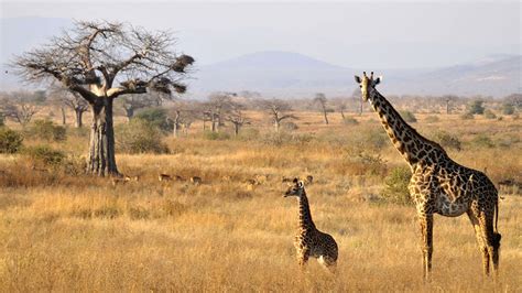 ruaha national park ruaha safaris tanzania odyssey