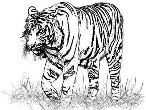 A Realistic Drawing Of Bengal Tiger Coloring Page