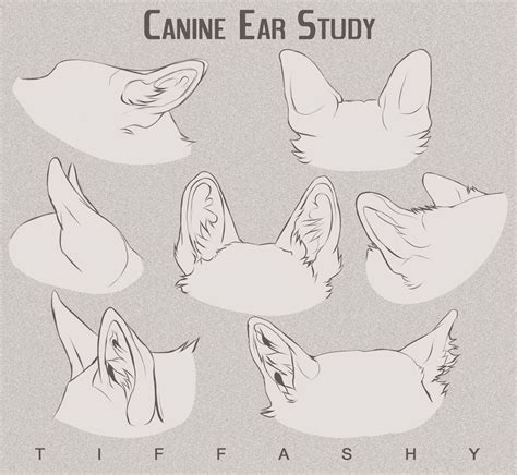 Canine Ear Studytutorial By Tiffashy On Deviantart Animal Drawings