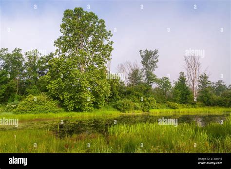 Jamestown Audubon Center and Sanctuary in New York Stock Photo - Alamy