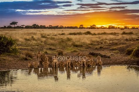 Scenic View Of Majestic Lions At Wild Nature Drinking Water At Sunset
