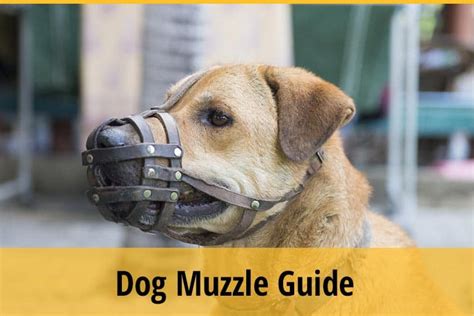 The Dog Muzzle Guide How To Select Train And Use Zooawesome