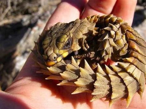 The Armadillo Lizard Is Cute As Fck And Perhaps The Closest To A Mini