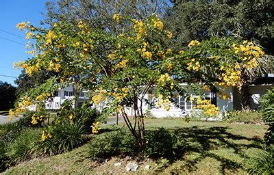 Small flowering trees in florida. Small airy tree with arching branches covered in green ...