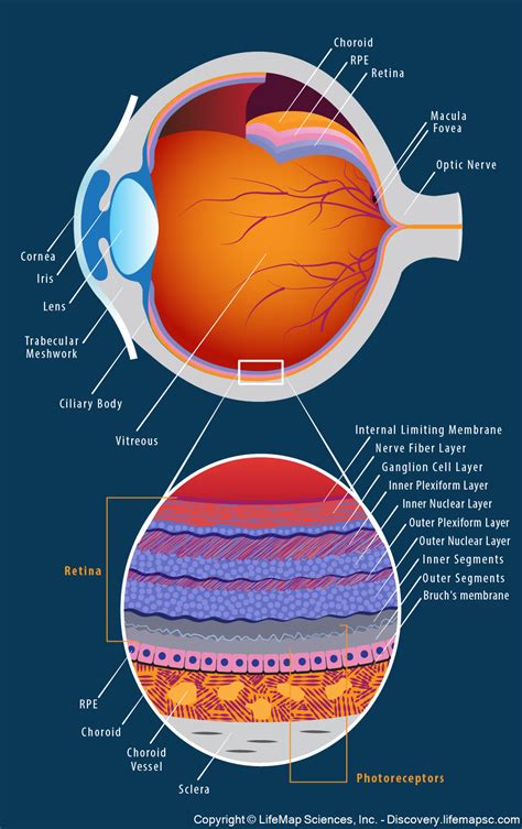 Pin On Ophthalmology
