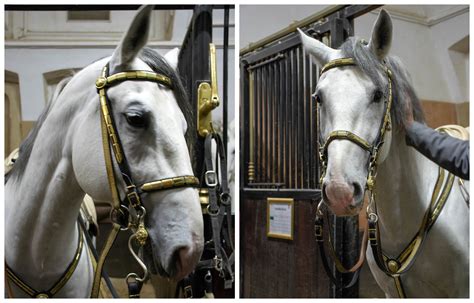 6 Terrific Ways To See The Lipizzaner Stallions Of Vienna In Real Life