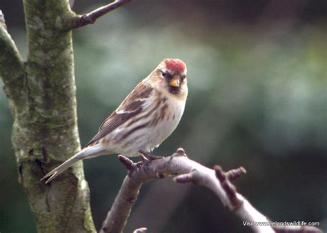 How about a gourmet peanut cake for wild birds filled with bird peanut butter, suet, mealworms and seeds? Birding for Beginners: getting to know your local birds ...