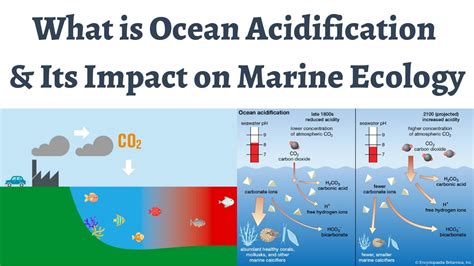 What Is Ocean Acidification And How It Effects Marine Biodiversity