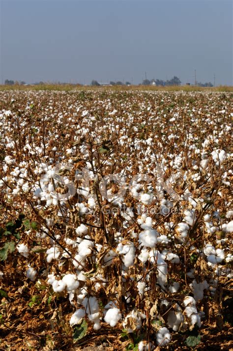 Field Of Cotton Plants With Bolls Ready For Harvest Stock Photo