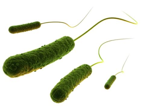 But a few strains, such as e. Deze bacterie maakt plastic van aardolie | Wetenschap ...