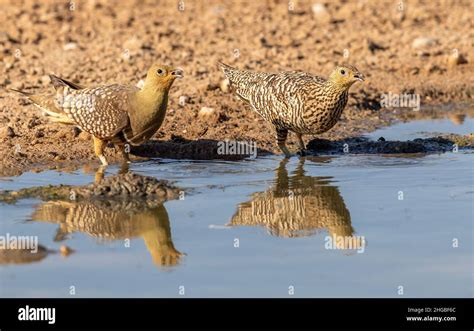 Male And Female Namaqua Sandgrouse Drinking Water In The Kgalagadi