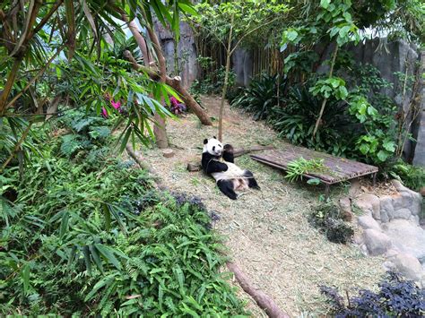 Life Can Be Marvelous River Safari Singapore Kai Kai Giant Panda Forest