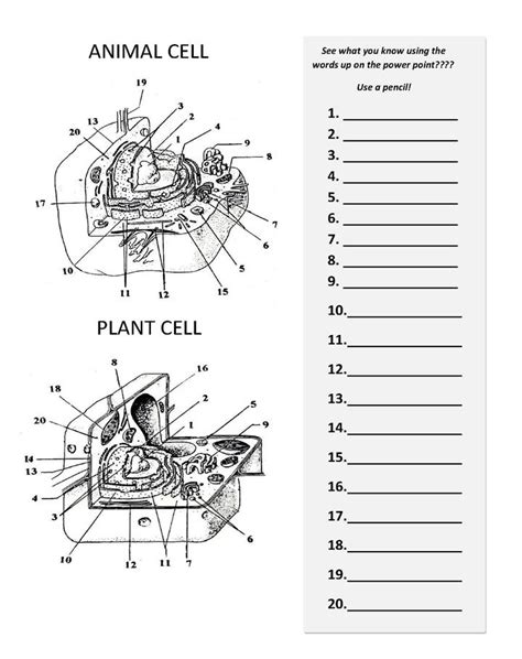 Plant cell labeling worksheet answers. 14 Best Images of Label Cell Organelles Worksheet - Label ...