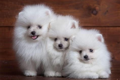 Pomeranian Puppies Now Ready For Sale Petsforhomes