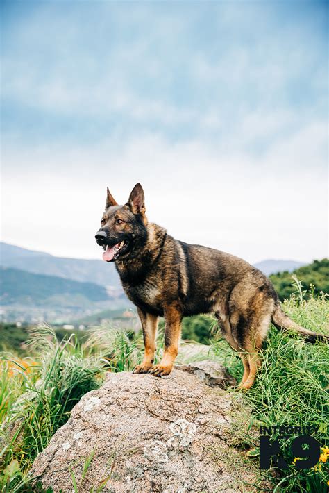 Czech German Shepherd Protection Dog Integrity K9 Services