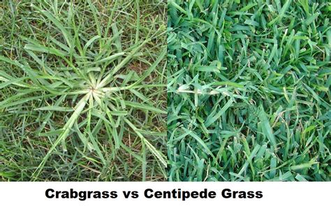 Crabgrass Vs Centipede Grass Which Is Better For Your Lawn
