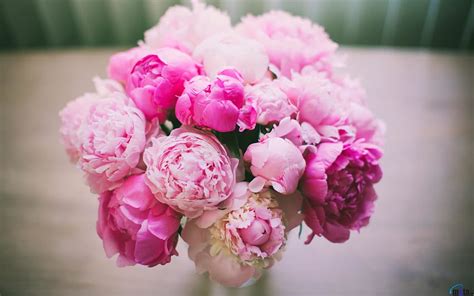Aggregate More Than Peony Desktop Wallpaper Best In Cdgdbentre